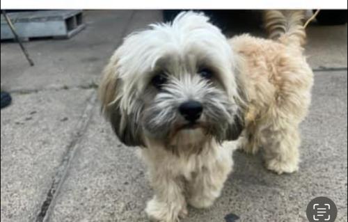 Lost Male Dog last seen Antonie 77088, Houston, TX 77072