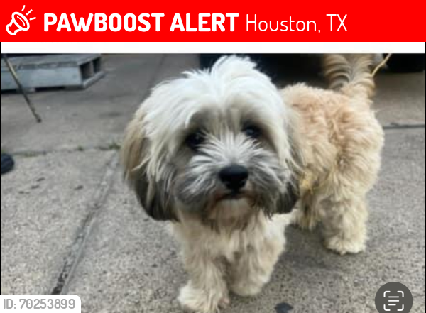 Lost Male Dog last seen Antonie 77088, Houston, TX 77072