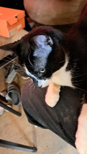 Lost Male Cat last seen Jumped out  about 2 hr ago., Oshawa, ON L1K 1T3
