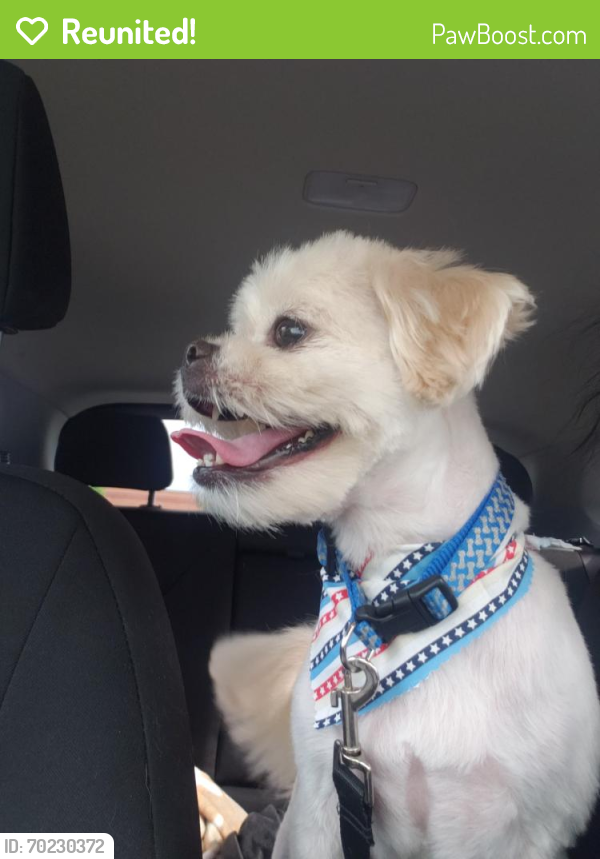 Reunited Male Dog last seen Euclid and weaver street, Dayton, OH 45417