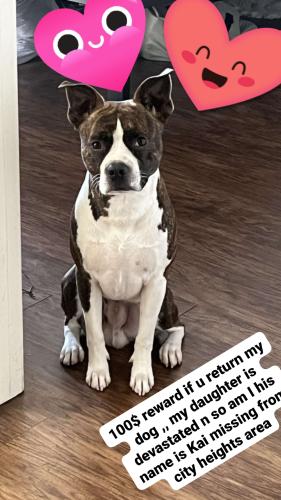 Lost Male Dog last seen Chamoune Ave. N redwood st by  ave, San Diego, CA 92105