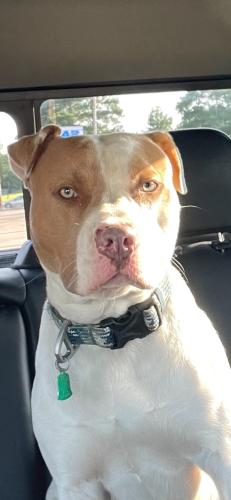 Lost Male Dog last seen Pearl Orchard, Jackson, MS 39211