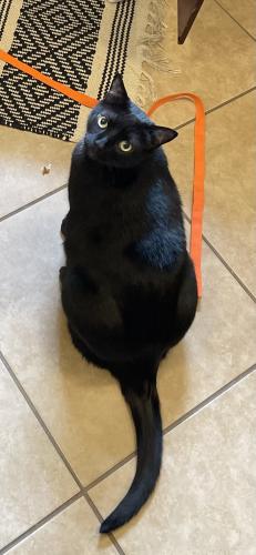 Lost Male Cat last seen Chesterfield rd and wes ave, Philadelphia, PA 19114