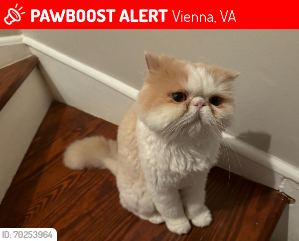 Lost Female Cat last seen Oakton high school , Vienna, VA 22181