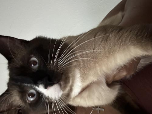Lost Male Cat last seen Cameron Commons Pkwy, Charlotte, NC 28213