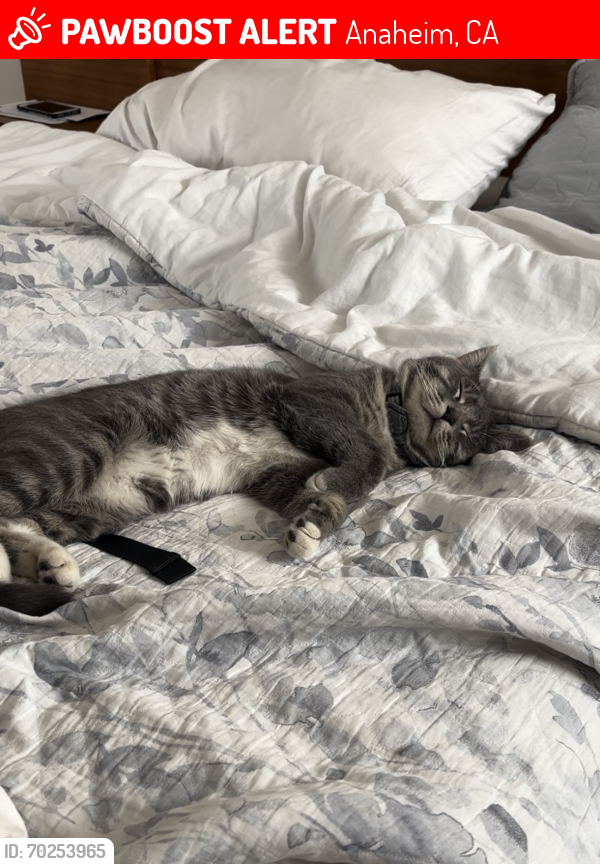 Lost Male Cat last seen Mohler Dr And East Santa Ana Canyon Road cross streets in Anaheim, Anaheim, CA 92808