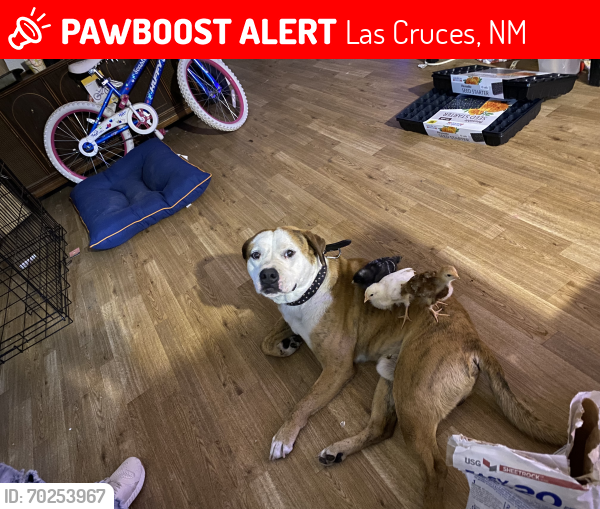 Lost Male Dog last seen Monte vista avenue and South Espina, Las Cruces, NM 88001
