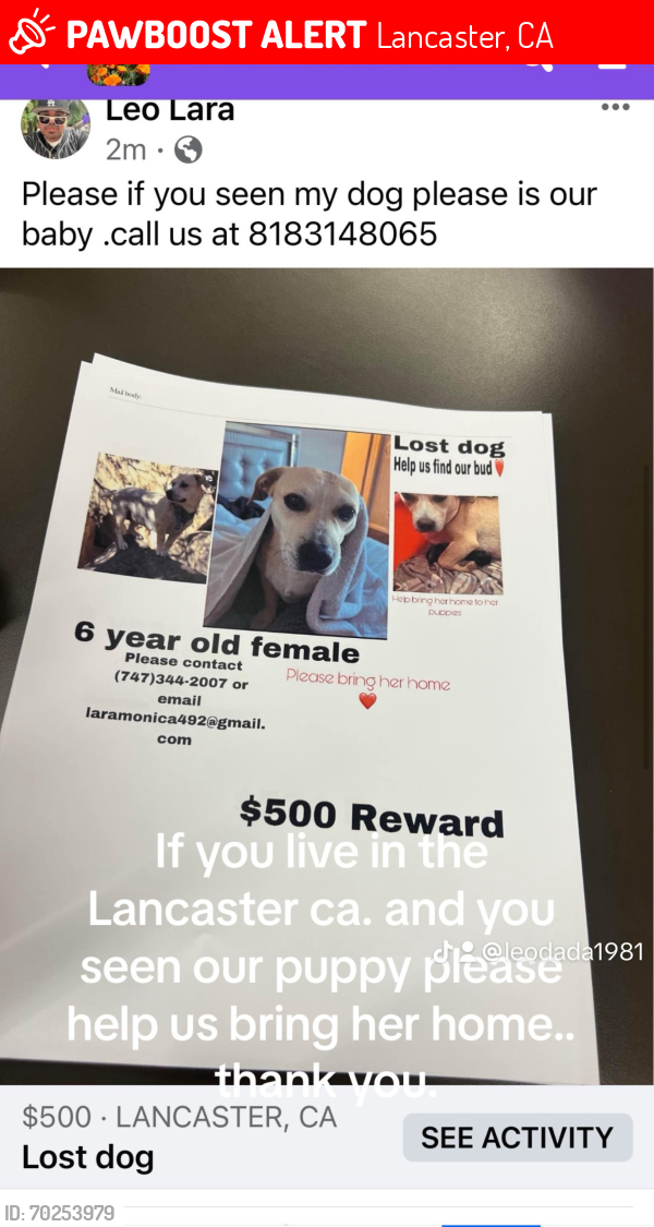 Lost Female Dog last seen Carefree ct lancaster ca., Lancaster, CA 93535