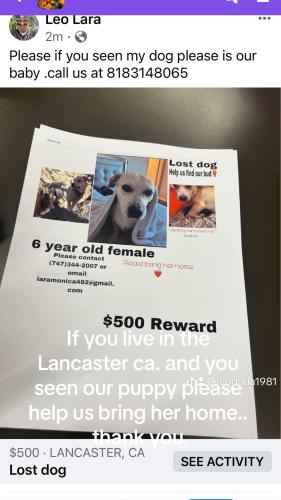 Lost Female Dog last seen Carefree ct lancaster ca., Lancaster, CA 93535