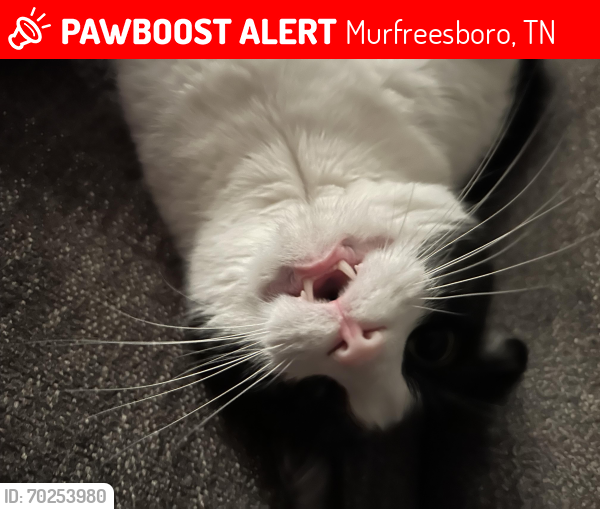 Lost Female Cat last seen Near Pender ct, Murfreesboro, TN 37129