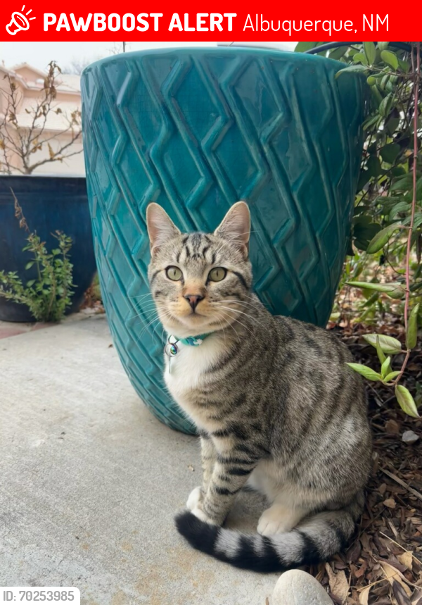 Lost Male Cat last seen Golf Course Rd. NW and Calle Norteña, Albuquerque, NM 87120