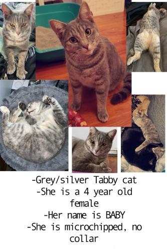 Lost Female Cat last seen Carla avenue and J street near hilltop middle school , Chula Vista, CA 91912