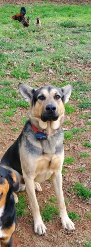 Lost Male Dog last seen Avenbury Circle & Roundhill Circle Kernersville , Forsyth County, NC 27284
