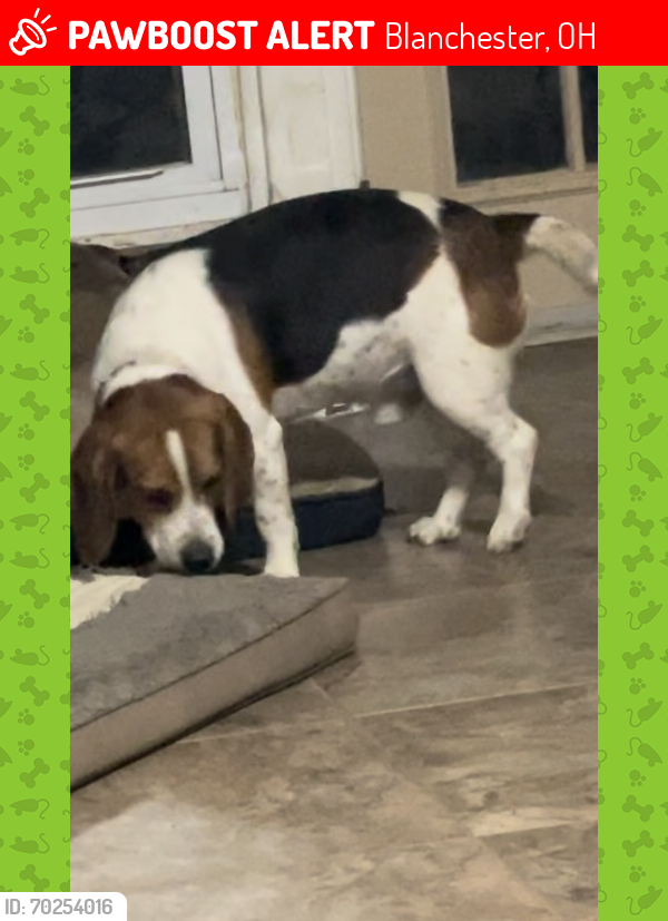 Lost Male Dog last seen Middleboro Rd near R&R Tool, Blanchester, OH 45107