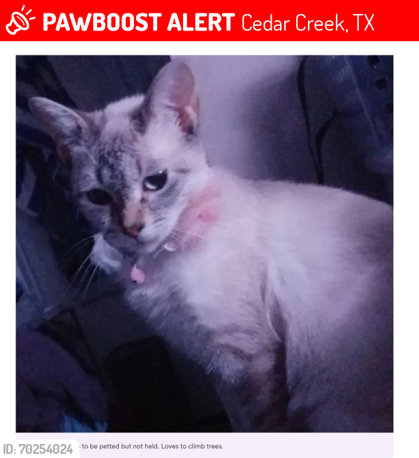 Lost Female Cat last seen Off of hwy 71, Cedar Creek, TX 78612