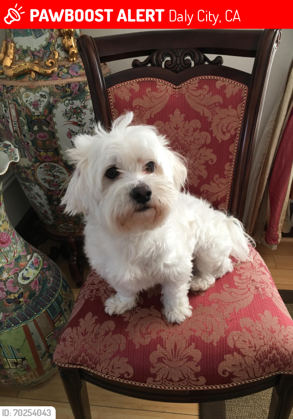 Lost Male Dog last seen Hangover Daly City ca 94014, Daly City, CA 94014