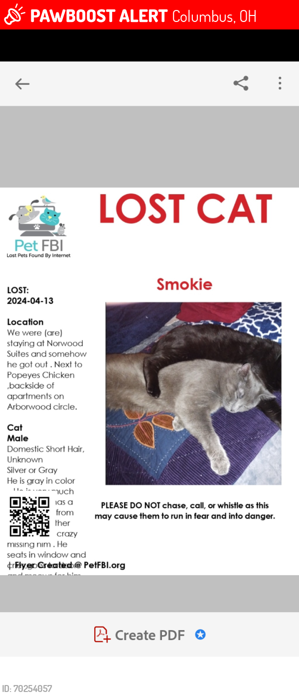Lost Male Cat last seen Near and 71, Columbus, OH 43229