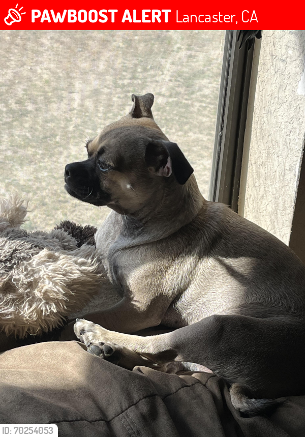 Lost Female Dog last seen Ave I and Avenue H 30th and 35th street east, Lancaster, CA 93535