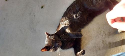 Lost Male Cat last seen RODEO Drive 91739, Rancho Cucamonga, CA 91739