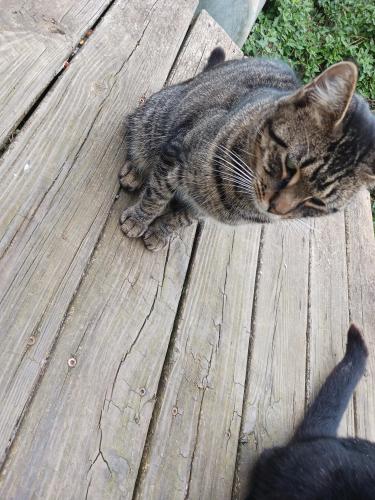 Lost Male Cat last seen Cabarrus  rd, Mecklenburg County, NC 28227