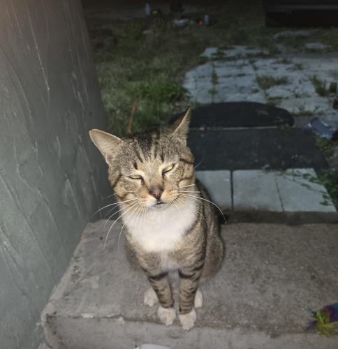 Lost Male Cat last seen Near Orange Ave, Fort Pierce, FL 34945