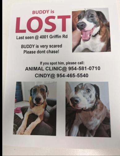 Lost Male Dog last seen Griffin near Trailer park, Davie, FL 33314
