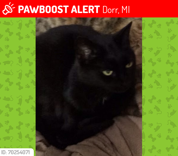 Lost Female Cat last seen Pine Hills neighborhood, Dorr MI, Dorr, MI 49323