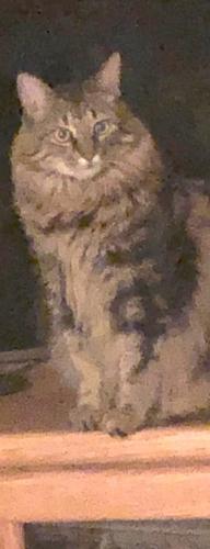 Lost Male Cat last seen Crenshaw and Preston Trails North and Wilbury Heights Pasadena, Pasadena, TX 77505