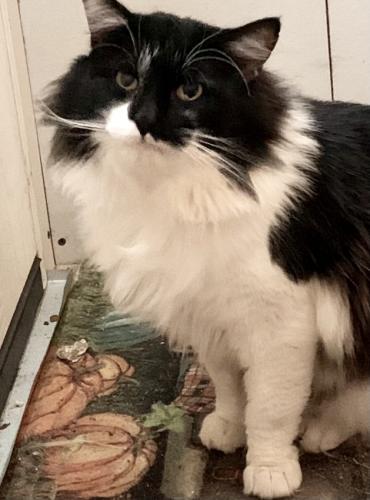 Lost Male Cat last seen Near Belle Rose Circle Florence SC 29501, Florence, SC 29501