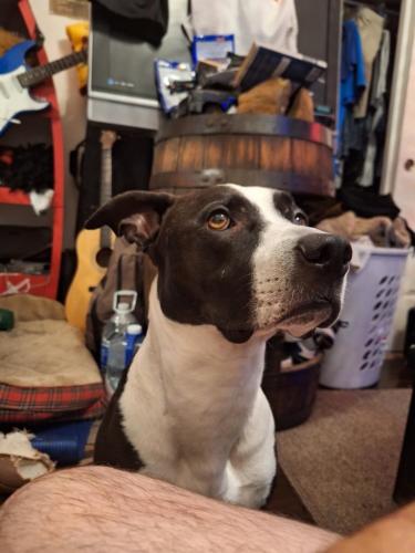 Lost Male Dog last seen By wendys and khols area, Bakersfield, CA 93312