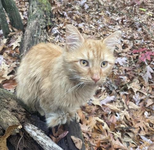 Lost Male Cat last seen London Kentucky, London, KY 40741