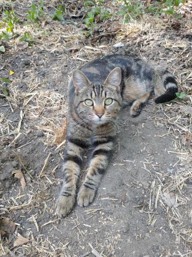 Lost Female Cat last seen Near E 8800 S, Sandy, UT 84070