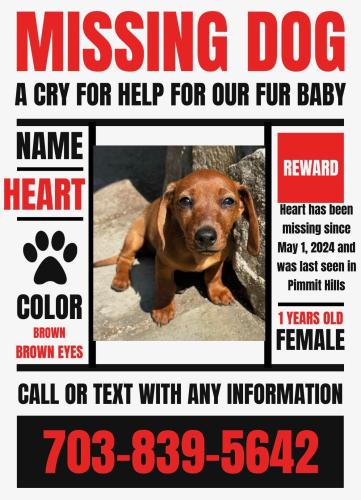 Lost Female Dog last seen Magarity Rd , Pimmit Hills, VA 22043