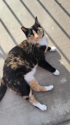 Lost Female Cat last seen 11th street & stewart Ave , Las Vegas, NV 89101