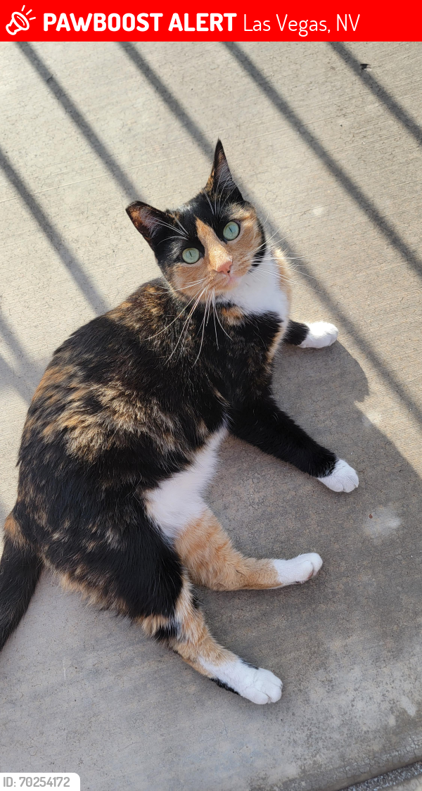Deceased Female Cat last seen 11th street & stewart Ave , Las Vegas, NV 89101