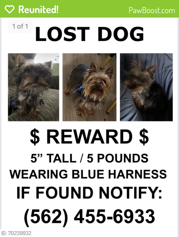 Reunited Male Dog last seen Near Sheridan St, Norwalk, CA 90650, USA, Norwalk, CA 90650