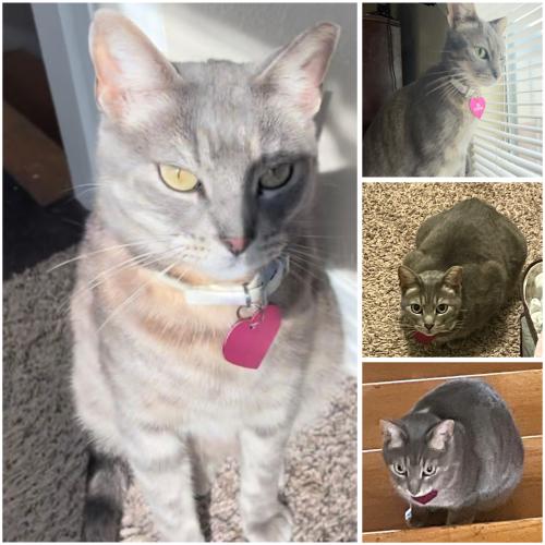 Lost Female Cat last seen S General McMullen Dr. & Billy Mitc BLVD, at Gateway Residents apmts, 78226 , San Antonio, TX 78226