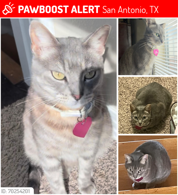 Lost Female Cat last seen S General McMullen Dr. & Billy Mitc BLVD, at Gateway Residents apmts, 78226 , San Antonio, TX 78226