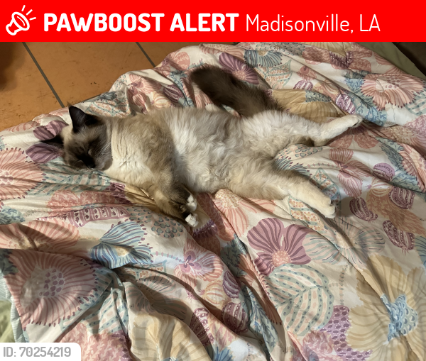 Lost Male Cat last seen Perriloux rd , Madisonville, LA 70447