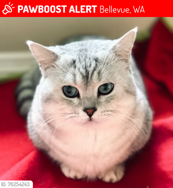 Lost Male Cat last seen Newport Hills Park and 118th Ave SE, Bellevue, WA 98006
