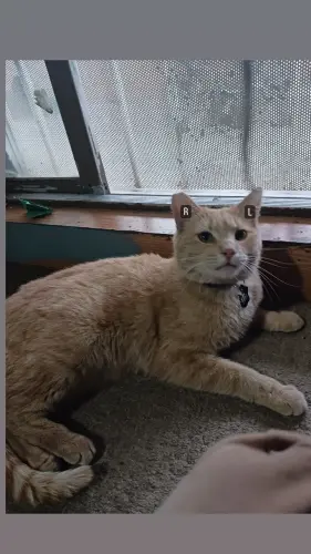 Lost Male Cat last seen Center st and palm ave, Baldwin Park, CA 91706