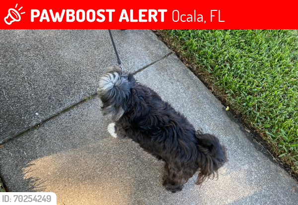 Lost Female Dog last seen Vanguard high school, Ocala, FL 34470