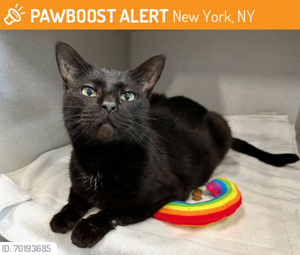 Shelter Stray Male Cat last seen Near W 131st Street, NEW YORK, NY, 10037, New York, NY 10029