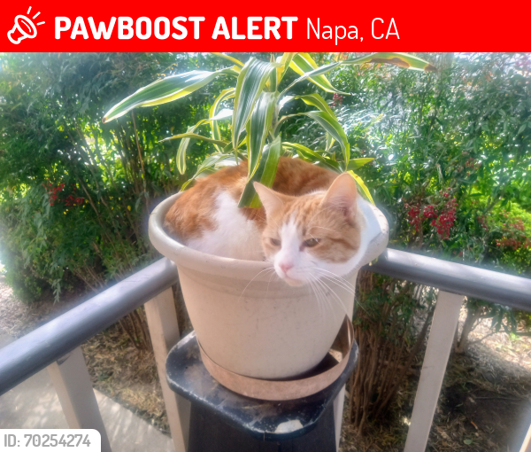 Lost Male Cat last seen Division & Randolph St. Napa, Napa, CA 94559