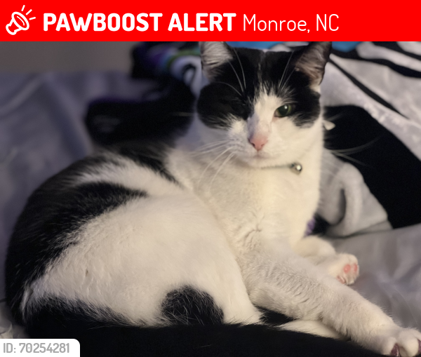 Lost Female Cat last seen Cascades neighborhood , Monroe, NC 28110