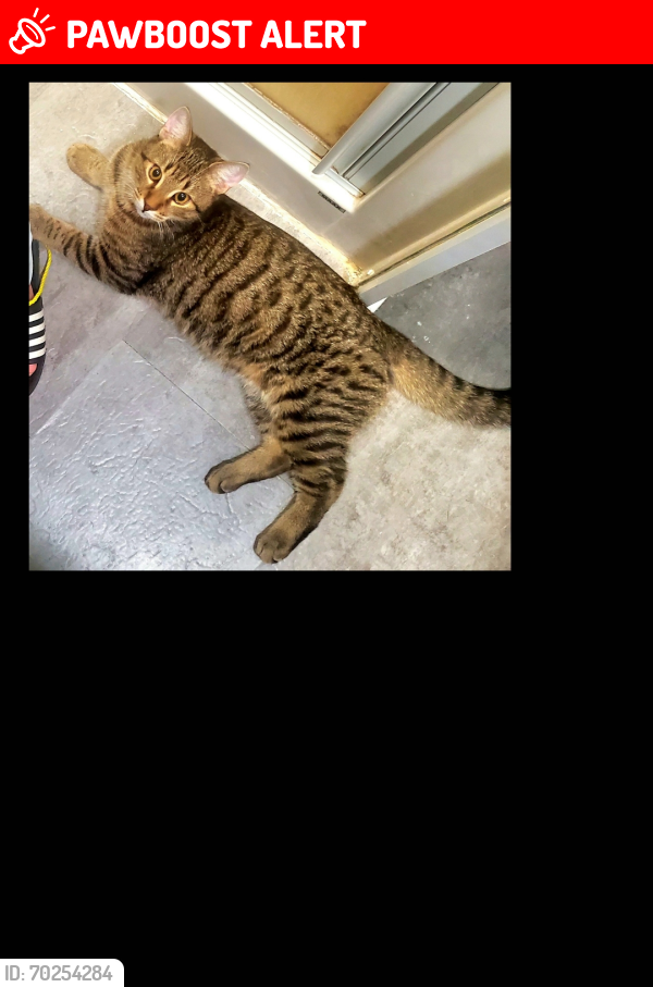 Lost Male Cat last seen Carrosserie DC , rue Laviolette , Saint-Jérôme, QC J7Y 2S6