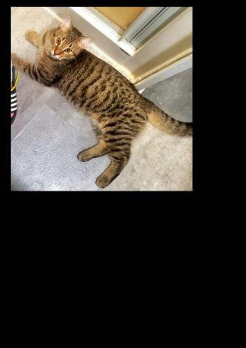 Lost Male Cat last seen Carrosserie DC , rue Laviolette , Saint-Jérôme, QC J7Y 2S6