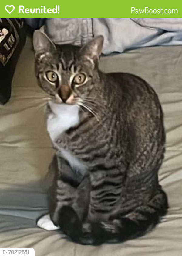 Reunited Male Cat last seen Foothill Blvd , Oakland, CA 94601