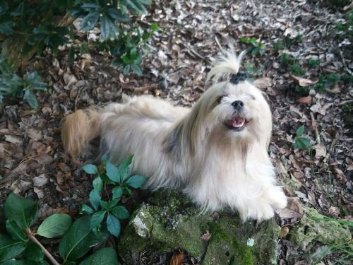 Lost Female Dog last seen Hunters Crossing Apartments, Gainesville, FL 32601