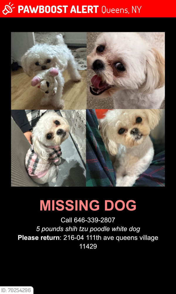 Lost Female Dog last seen Also seen in dr st 113, Queens, NY 11433